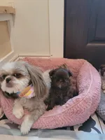 Coco, a female Shih Tzu for sale in Elberta, AL – Photo 3 of 8