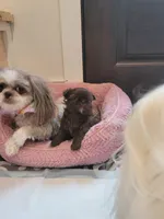 Coco, a female Shih Tzu for sale in Elberta, AL – Photo 2 of 8