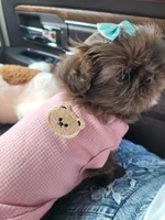 Coco, a female Shih Tzu for sale in Elberta, AL – Photo 4 of 8