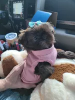 Coco, a female Shih Tzu for sale in Elberta, AL – Photo 7 of 8