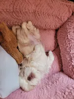 River, a male Shih Tzu for sale in Elberta, AL – Photo 9 of 10