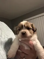 processed/e700e417-4617-4857-9292-727b02f92aa7/listing/057d0fd1-75d9-49d8-bd5a-dc7cfa62d0e4/1466e416-d050-4e8b-afb4-39adec49f9d7