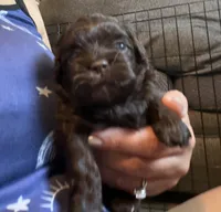 Puppy #2, a male Shih Tzu for sale in Milwaukee, WI – 2 of 8