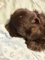 Puppy 1, a male Shih Tzu for sale in Milwaukee, WI – 2 of 4