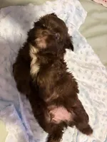 Puppy 1, a male Shih Tzu for sale in Milwaukee, WI – 4 of 4
