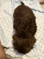 Puppy 1, a male Shih Tzu for sale in Milwaukee, WI – 3 of 4