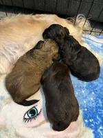 Puppy #2, a male Shih Tzu for sale in Milwaukee, WI – 8 of 8