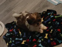 Puppy #3, a female Shih Tzu for sale in Milwaukee, WI – Photo 7 of 9