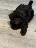 Puppy #2, a male Shih Tzu for sale in Milwaukee, WI – 3 of 8