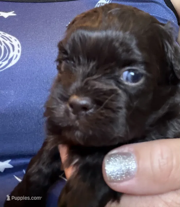 Puppy #2 – Shih Tzu puppy for sale in Milwaukee, WI