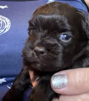 Puppy #2, a male Shih Tzu for sale in Milwaukee, WI – 1 of 8