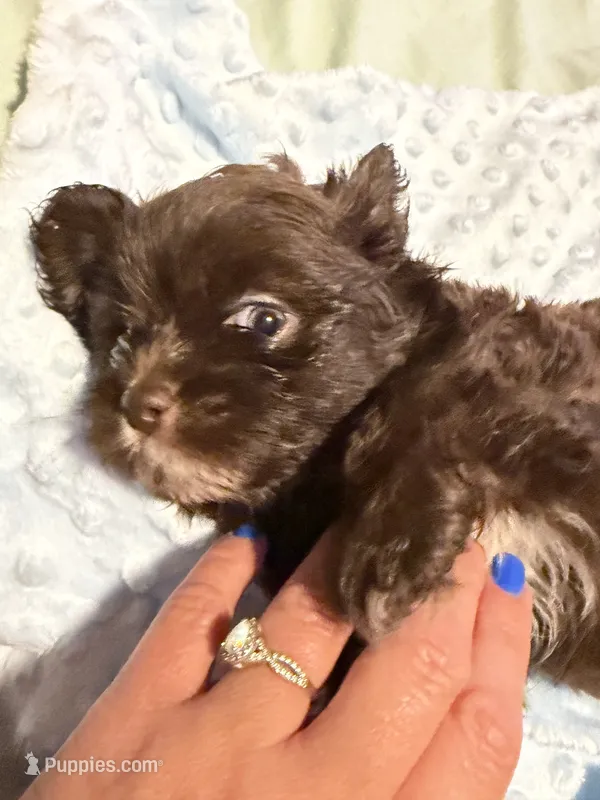 Puppy 1 – Shih Tzu puppy for sale in Milwaukee, WI