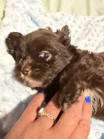 Puppy 1, a male Shih Tzu for sale in Milwaukee, WI – 1 of 4