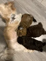 Puppy #2, a male Shih Tzu for sale in Milwaukee, WI – 7 of 8