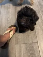 Puppy #2, a male Shih Tzu for sale in Milwaukee, WI – 4 of 8