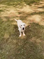 Buddy, a male Labrador Retriever for sale in Congerville, IL – 2 of 3