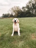 Ollie, a male Labrador Retriever for sale in Congerville, IL – 3 of 3