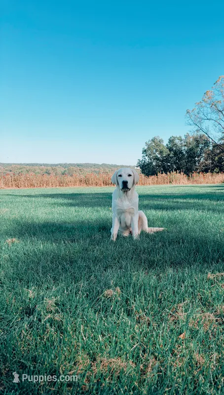Archie  – Labrador Retriever puppy for sale in Congerville, IL