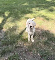 Archie , a male Labrador Retriever for sale in Congerville, IL – 4 of 6