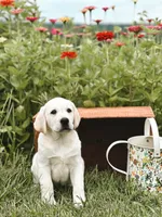 Buddy, a male Labrador Retriever for sale in Congerville, IL – 3 of 3