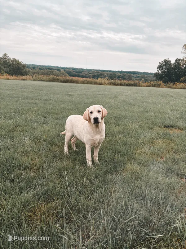 Buddy – Labrador Retriever puppy for sale in Congerville, IL