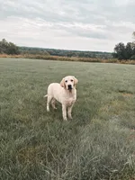 Buddy, a male Labrador Retriever for sale in Congerville, IL – 1 of 3