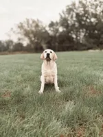 Ollie, a male Labrador Retriever for sale in Congerville, IL – 2 of 3