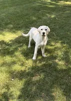 Archie , a male Labrador Retriever for sale in Congerville, IL – 5 of 6