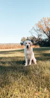Archie , a male Labrador Retriever for sale in Congerville, IL – 2 of 6