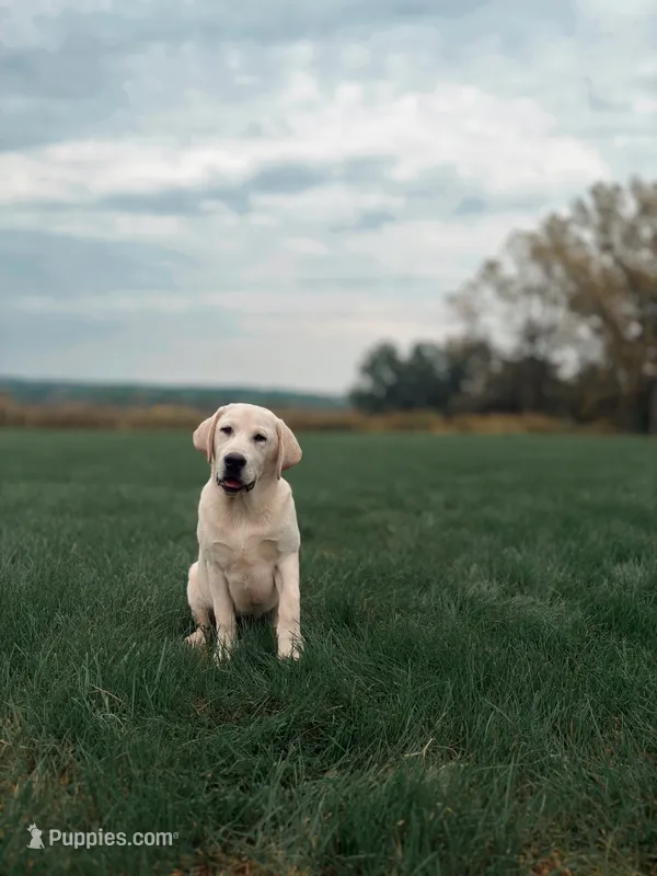 Ollie – Labrador Retriever puppy for sale in Congerville, IL