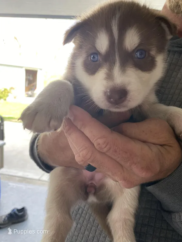 Raven – Siberian Husky puppy for sale in Monroe, MI