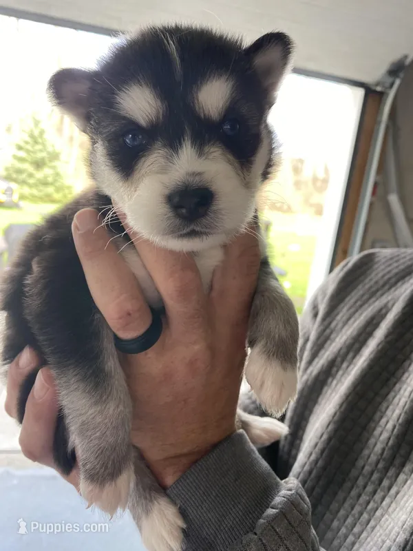 Scarlet  – Siberian Husky puppy for sale in Monroe, MI