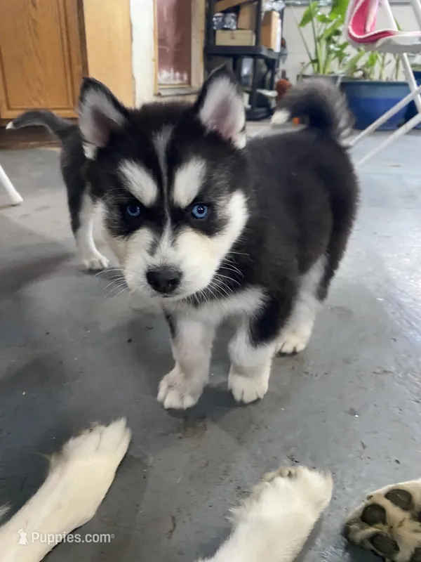 Wolverine – Siberian Husky puppy for sale in Monroe, MI