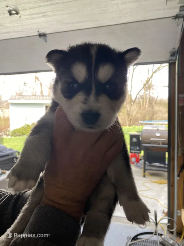 Wolverine – Siberian Husky puppy for sale in Monroe, MI