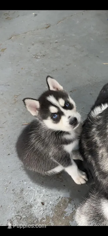 Storm – Siberian Husky puppy for sale in Monroe, MI