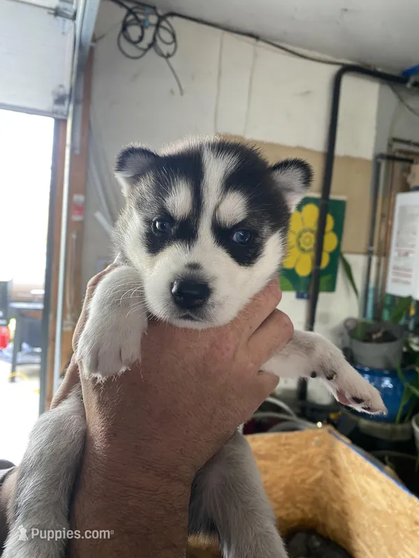 Storm – Siberian Husky puppy for sale in Monroe, MI