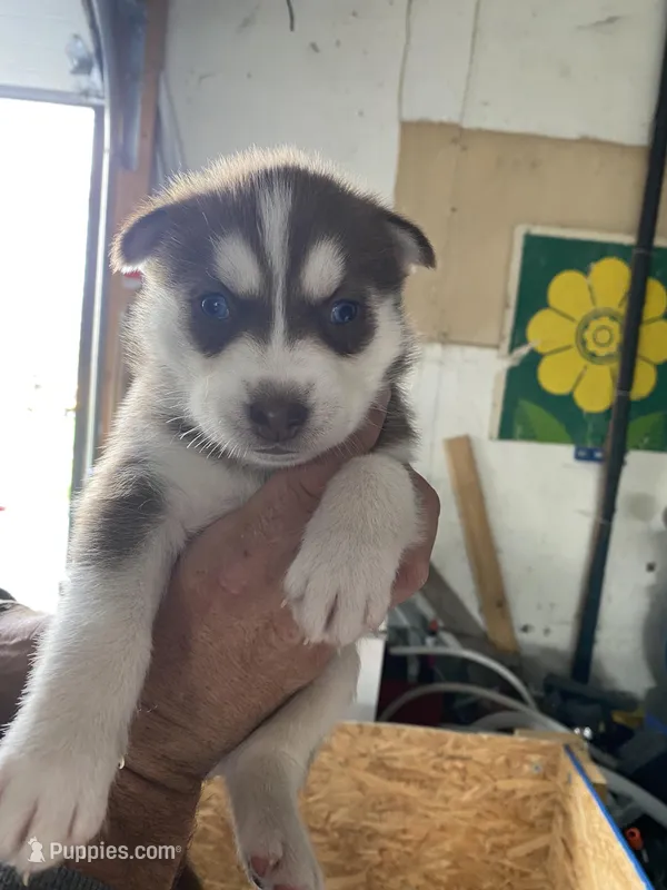 Stark – Siberian Husky puppy for sale in Monroe, MI