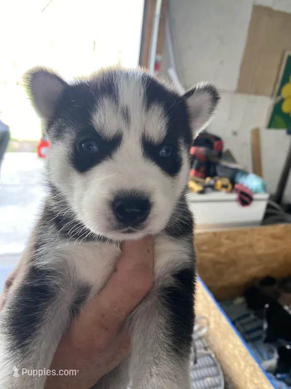 Rogue  – Siberian Husky puppy for sale in Monroe, MI