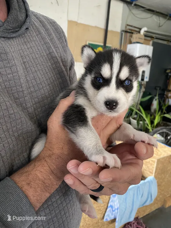 Sabretooth  – Siberian Husky puppy for sale in Monroe, MI