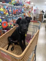 Boba, a female Doberman Pinscher and Labrador Retriever for sale in Charlotte, NC – 7 of 9
