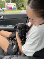 Boba, a female Doberman Pinscher and Labrador Retriever for sale in Charlotte, NC – 3 of 9