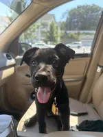 Boba, a female Doberman Pinscher and Labrador Retriever for sale in Charlotte, NC – 2 of 9