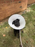Boba, a female Doberman Pinscher and Labrador Retriever for sale in Charlotte, NC – 5 of 9