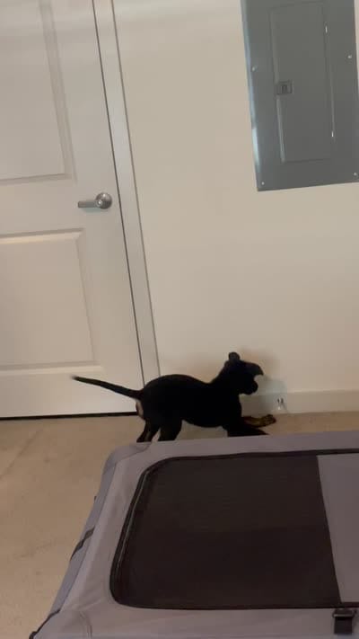 Boba, a female Doberman Pinscher and Labrador Retriever for sale in Charlotte, NC – 9 of 9