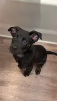 Boba, a female Doberman Pinscher and Labrador Retriever for sale in Charlotte, NC – 8 of 9