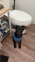 Boba, a female Doberman Pinscher and Labrador Retriever for sale in Charlotte, NC – 6 of 9