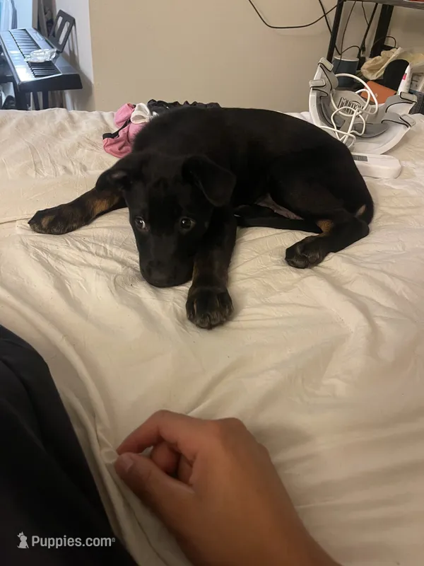 Boba – Doberman Pinscher, Labrador Retriever puppy for sale in Charlotte, NC