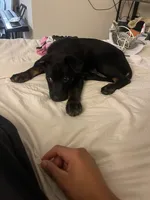 Boba, a female Doberman Pinscher and Labrador Retriever for sale in Charlotte, NC – 1 of 9