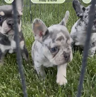 Molly may, a female French Bulldog for sale in Roosevelt, UT – 3 of 5