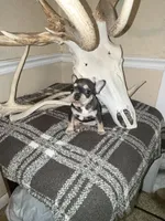 Molly may, a female French Bulldog for sale in Roosevelt, UT – 4 of 5